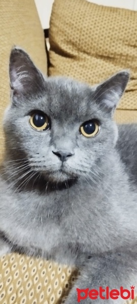 British Shorthair, Kedi  Duman fotoğrafı