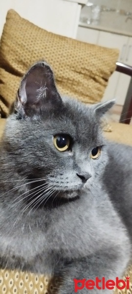 British Shorthair, Kedi  Duman fotoğrafı
