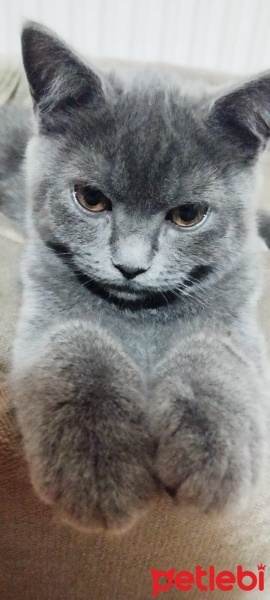 British Shorthair, Kedi  Duman fotoğrafı