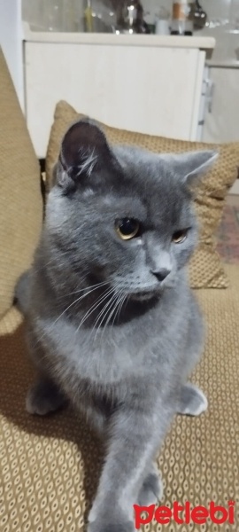British Shorthair, Kedi  Duman fotoğrafı