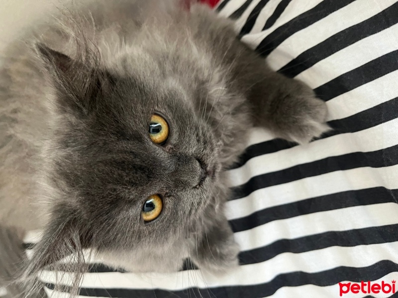 British Longhair, Kedi  Eva fotoğrafı