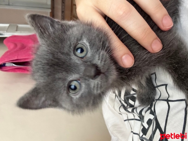 Scottish Fold, Kedi  Mia fotoğrafı