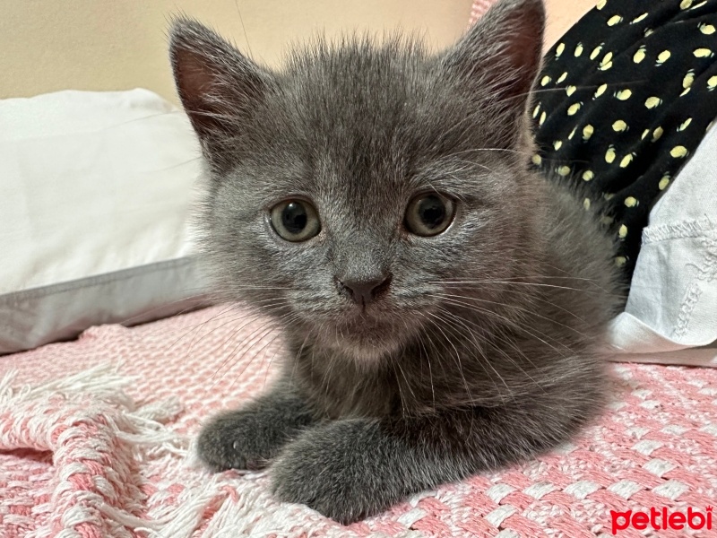 Scottish Fold, Kedi  Mia fotoğrafı