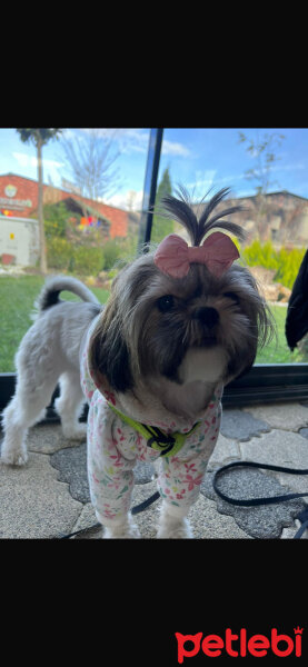 Shih Tzu, Köpek  His fotoğrafı