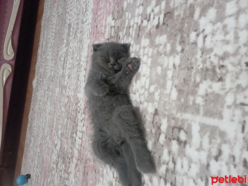 Scottish Fold, Kedi  Pati fotoğrafı