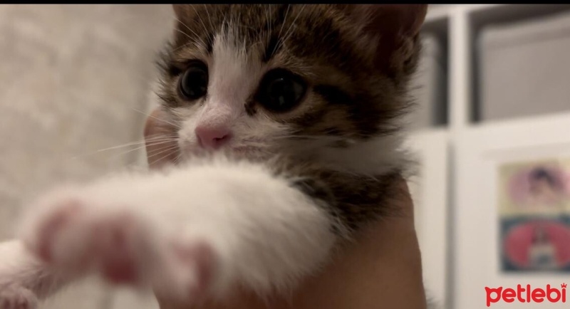 Tekir Kedi, Kedi  Maya fotoğrafı