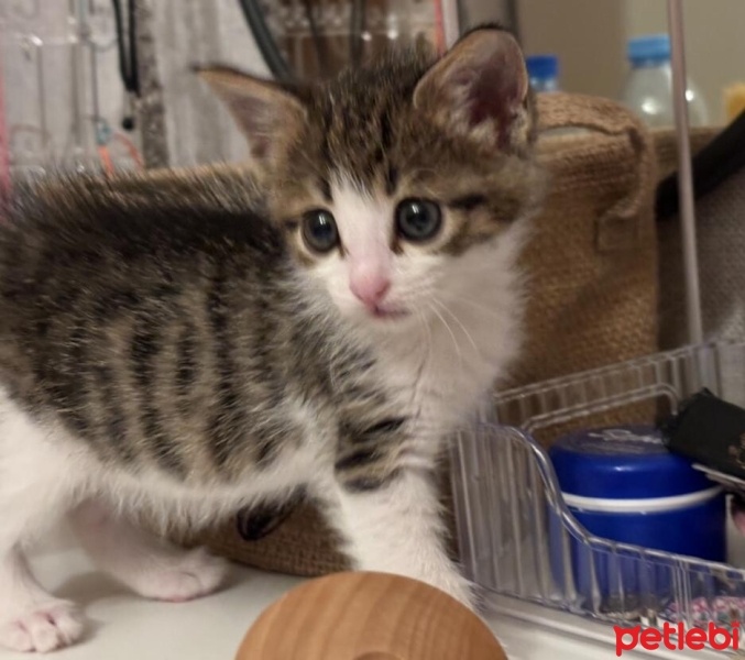 Tekir Kedi, Kedi  Maya fotoğrafı