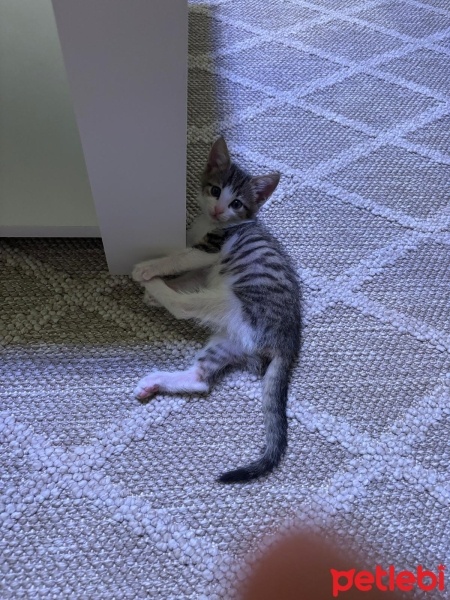 Tekir Kedi, Kedi  Maya fotoğrafı