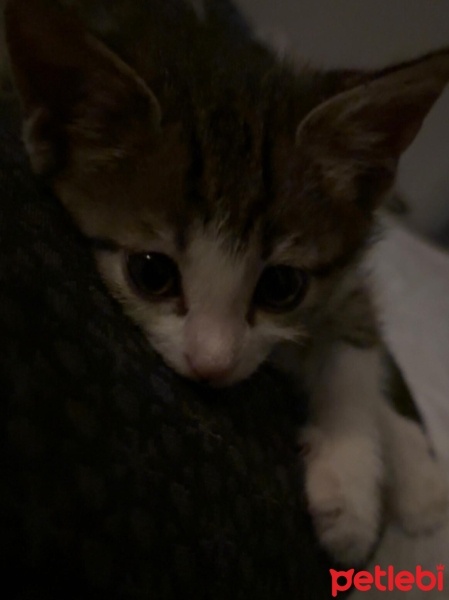 Tekir Kedi, Kedi  Maya fotoğrafı