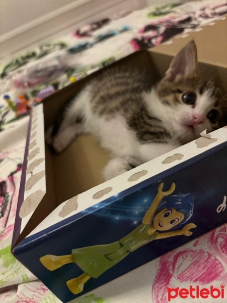 Tekir Kedi, Kedi  Maya fotoğrafı
