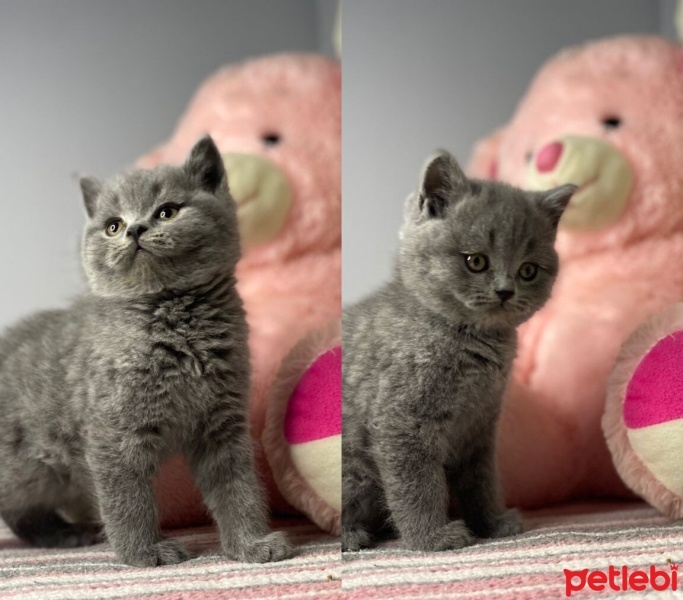 British Shorthair, Kedi  Bihter fotoğrafı