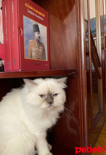 British Longhair, Kedi  dante fotoğrafı