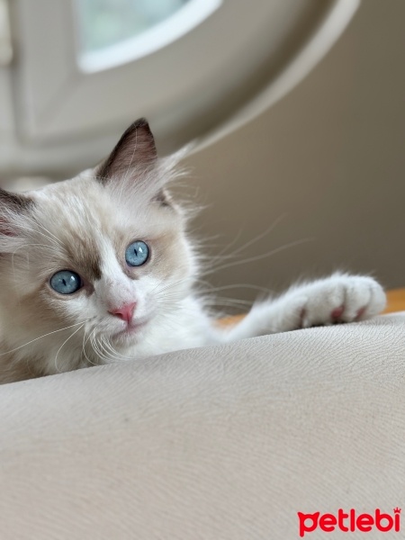 Ragdoll, Kedi  Aykız fotoğrafı