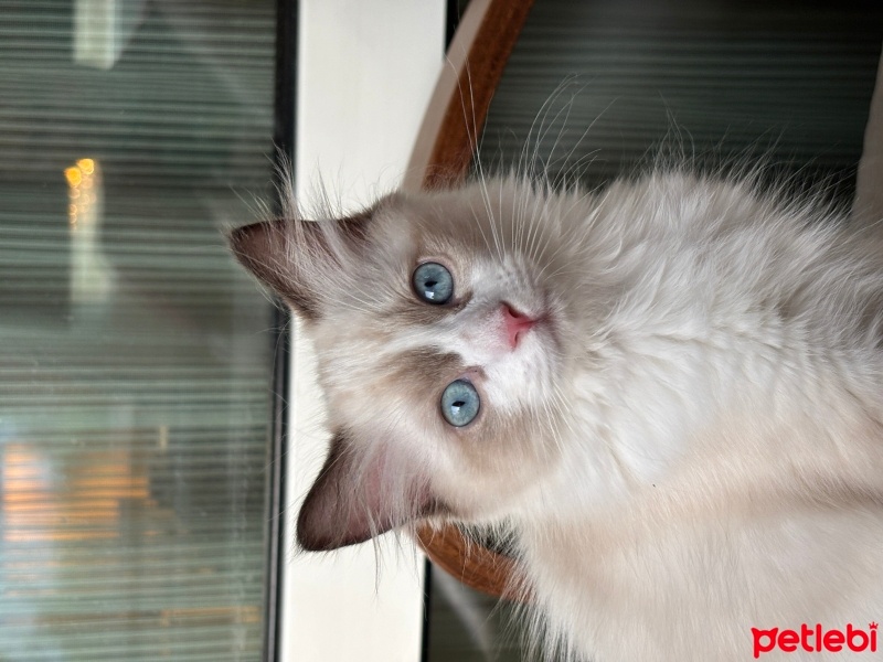 Ragdoll, Kedi  Aykız fotoğrafı