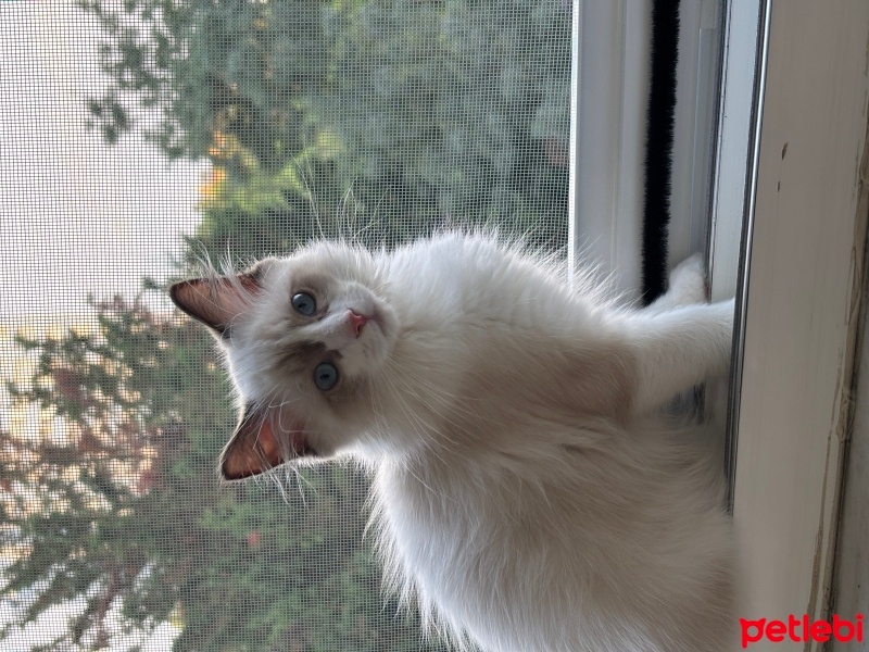 Ragdoll, Kedi  Aykız fotoğrafı