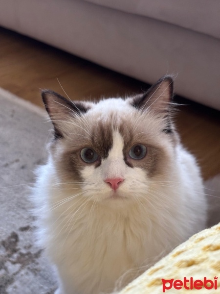 Ragdoll, Kedi  Aykız fotoğrafı