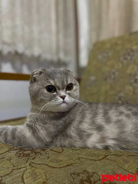 Scottish Fold, Kedi  Boncuk fotoğrafı