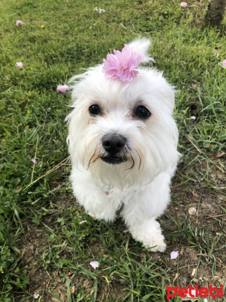 Maltese, Köpek  Maya fotoğrafı