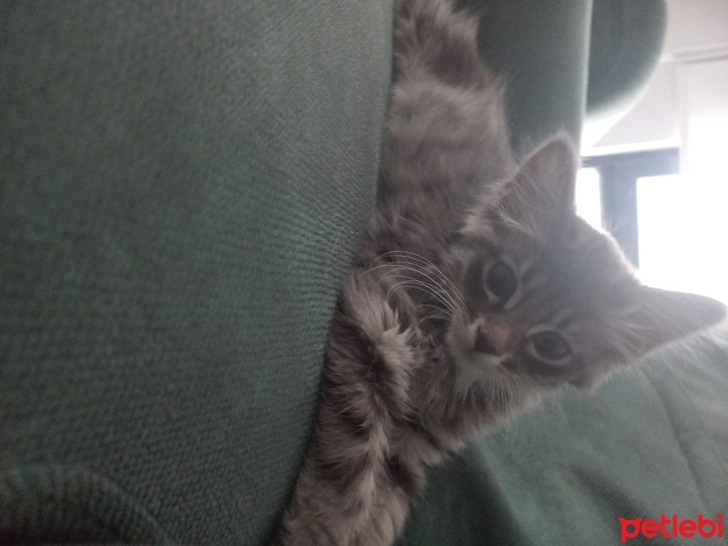 Norwegian Forest, Kedi  Kaju fotoğrafı