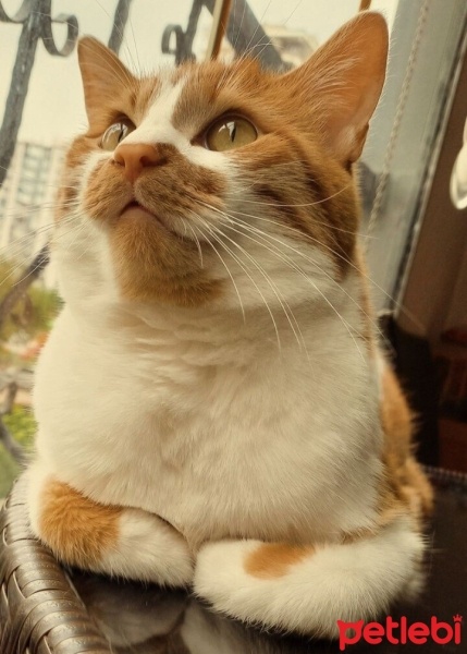 Norwegian Forest, Kedi  Kaju fotoğrafı