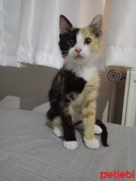 Norwegian Forest, Kedi  Kaju fotoğrafı