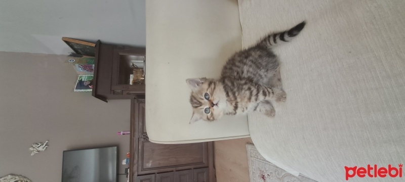 Brazilian Shorthair, Kedi  Harika serece li biritish fotoğrafı