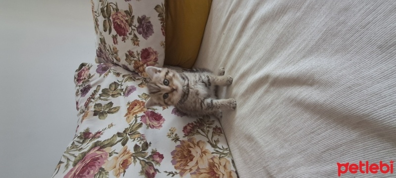 Brazilian Shorthair, Kedi  Harika serece li biritish fotoğrafı