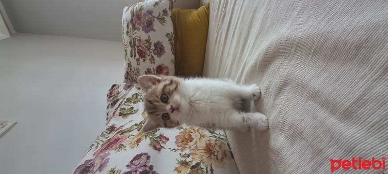 Brazilian Shorthair, Kedi  Harika serece li biritish fotoğrafı