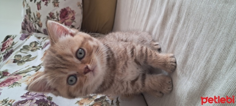 Brazilian Shorthair, Kedi  Harika serece li biritish fotoğrafı