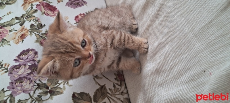 Brazilian Shorthair, Kedi  Harika serece li biritish fotoğrafı