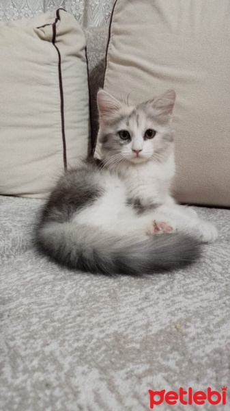 Chinchilla, Kedi  Mia fotoğrafı