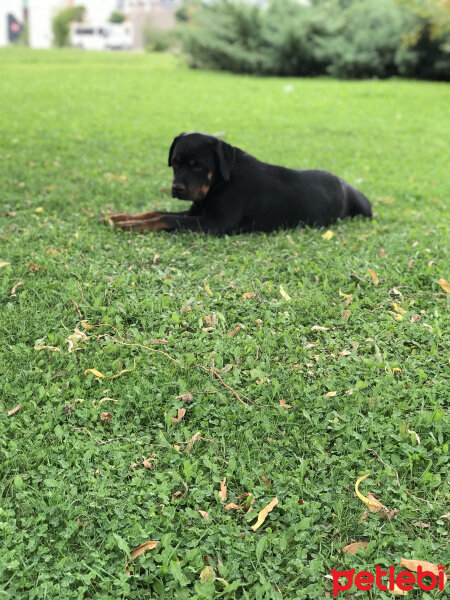 Rottweiler, Köpek  Carlos Von gemeine fotoğrafı