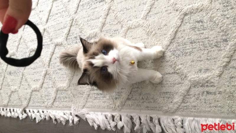 Ragdoll, Kedi  mars fotoğrafı