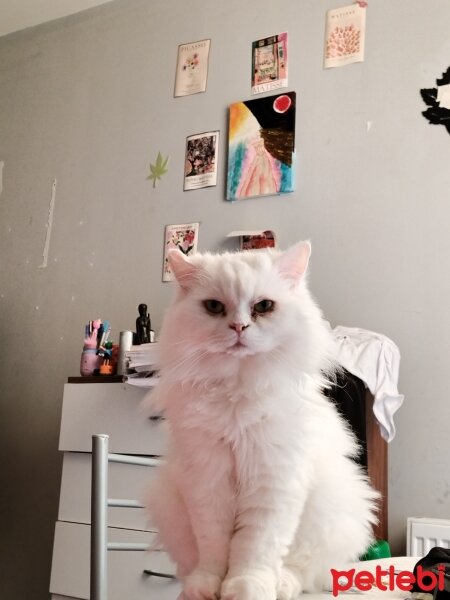 British Longhair, Kedi  İnci fotoğrafı