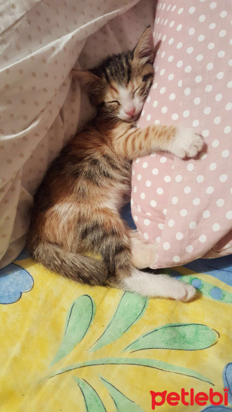 Tekir Kedi, Kedi  minyon fotoğrafı