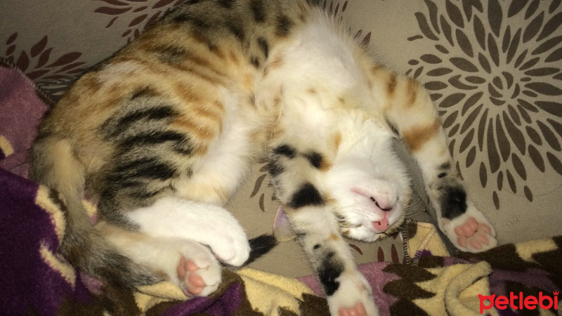Tekir Kedi, Kedi  minyon fotoğrafı