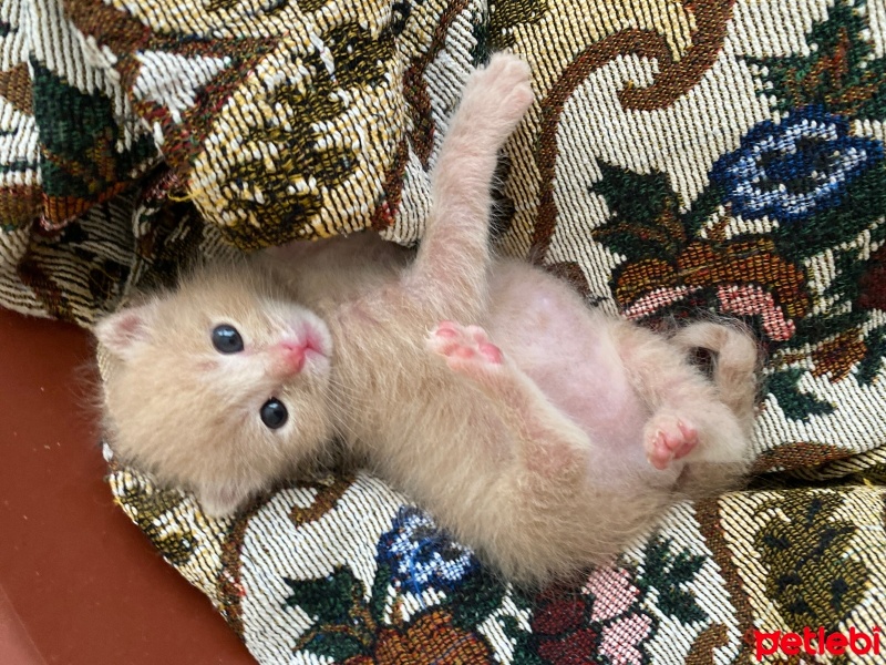 Sarman, Kedi  Sıpa fotoğrafı