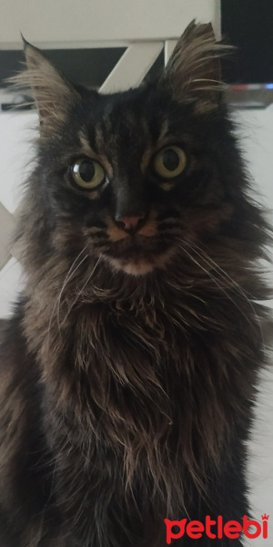 Tekir Kedi, Kedi  Toma fotoğrafı