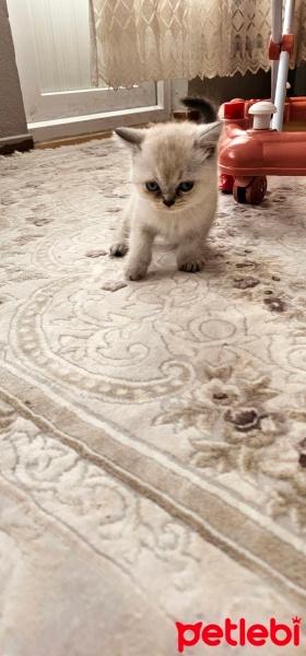 British Shorthair, Kedi  Adı senkoy fotoğrafı