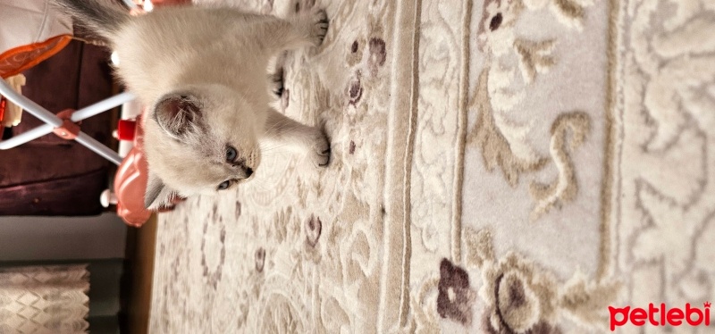 British Shorthair, Kedi  Adı senkoy fotoğrafı