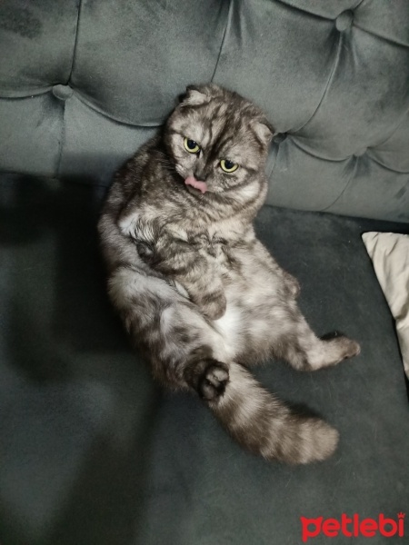 Scottish Fold, Kedi  Whiskas fotoğrafı