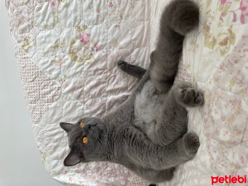 British Shorthair, Kedi  Rıfkı fotoğrafı