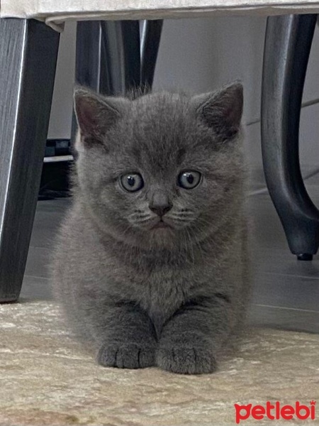 British Shorthair, Kedi  İsimsiz fotoğrafı