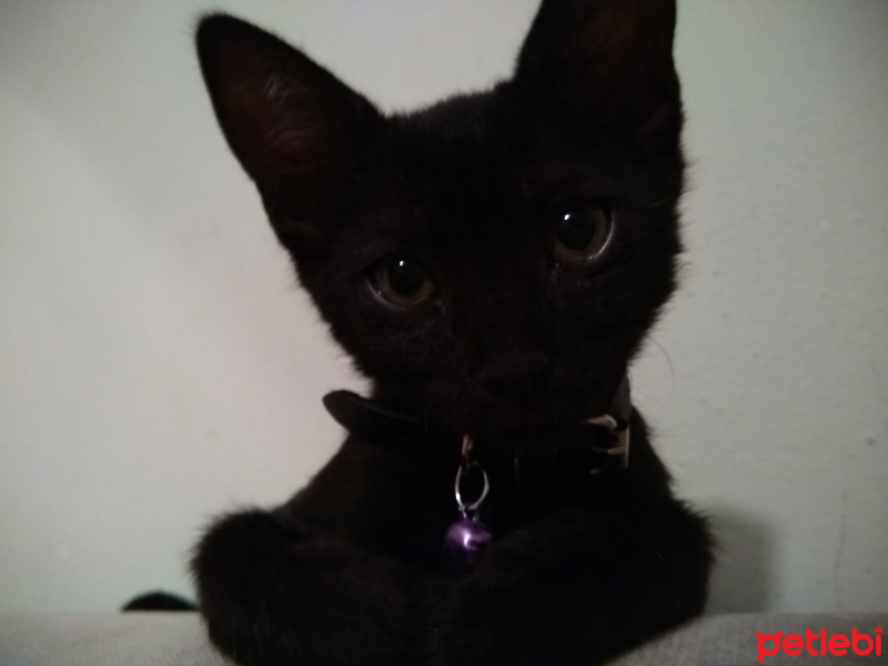 Bombay, Kedi  Zeytin fotoğrafı