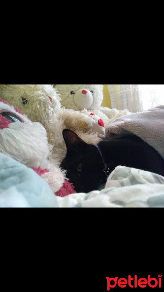 Bombay, Kedi  Zeytin fotoğrafı