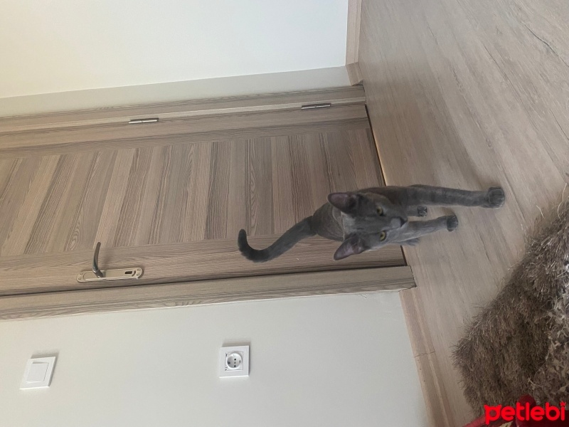 Mavi Rus, Kedi  Duman fotoğrafı