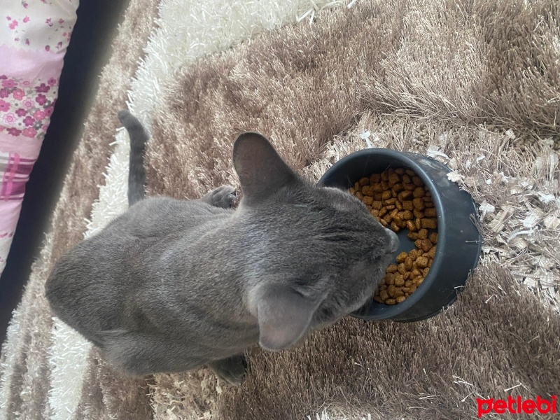 Mavi Rus, Kedi  Duman fotoğrafı