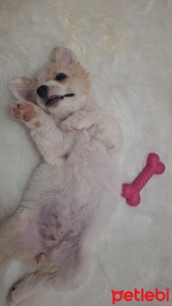 Border Terrier, Köpek  cips fotoğrafı