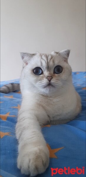 Scottish Fold, Kedi  İncimix fotoğrafı