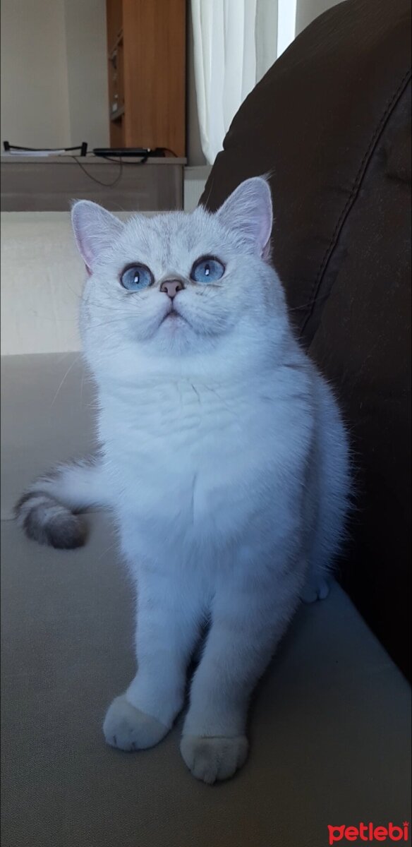 Scottish Fold, Kedi  İncimix fotoğrafı